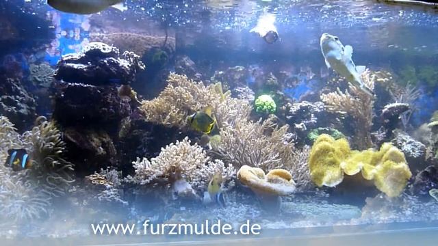 Takifugu Oblongus Keulenkugelfisch