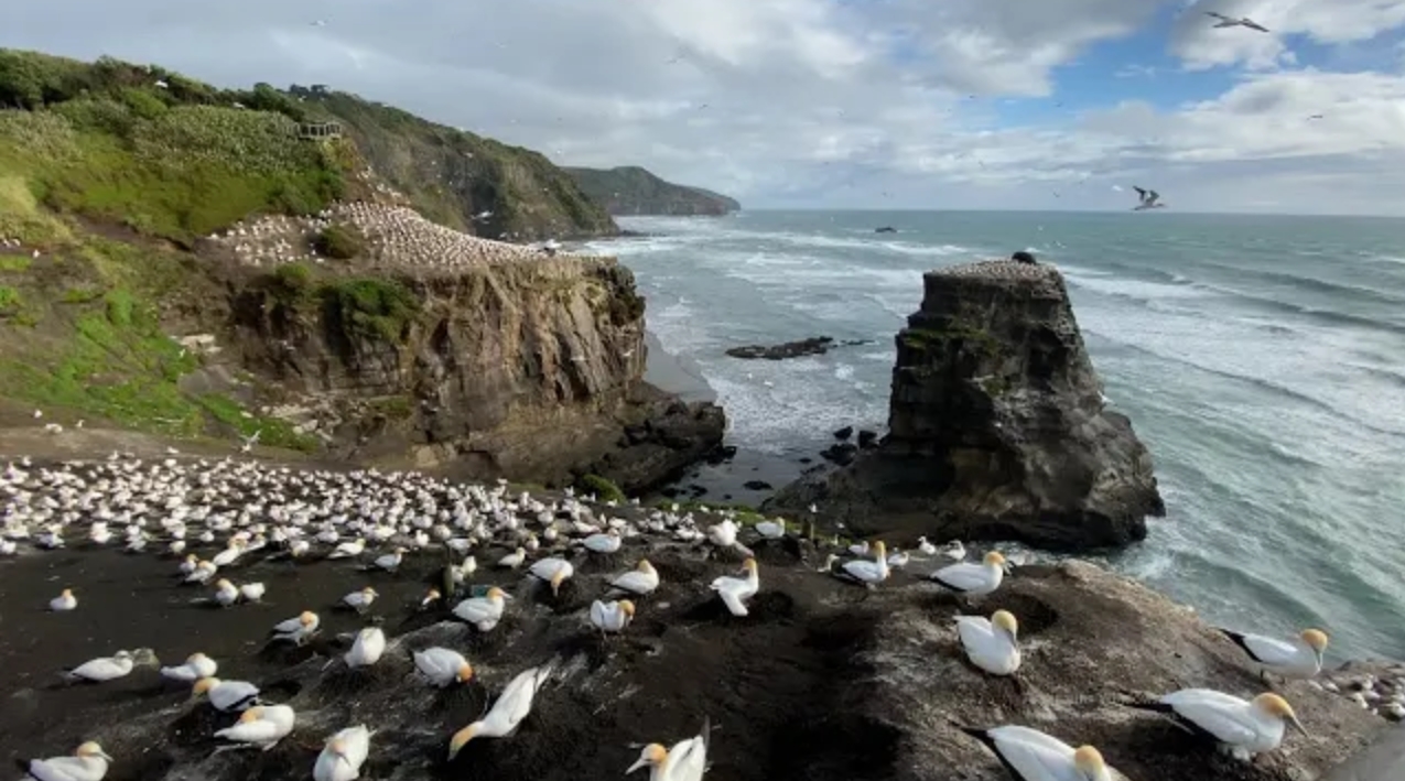 Мечта путешествиника. Новая Зеландия  2019.12 - 01 New Zealand, Окленд, Меривай Ганнет Колони