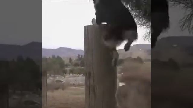 Кувырки с собакой