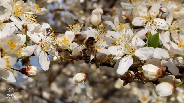 Бесконечно красивая Музыка для души и Цветы ?