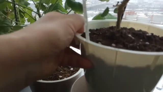 Почему я поливаю пеларгонии по краю горшка.