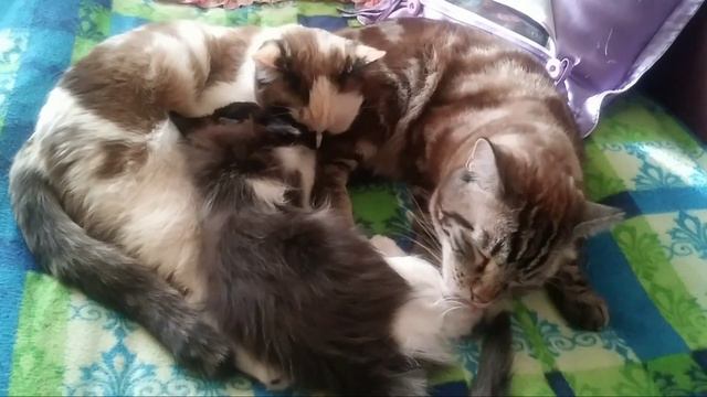 Семья кошачья.