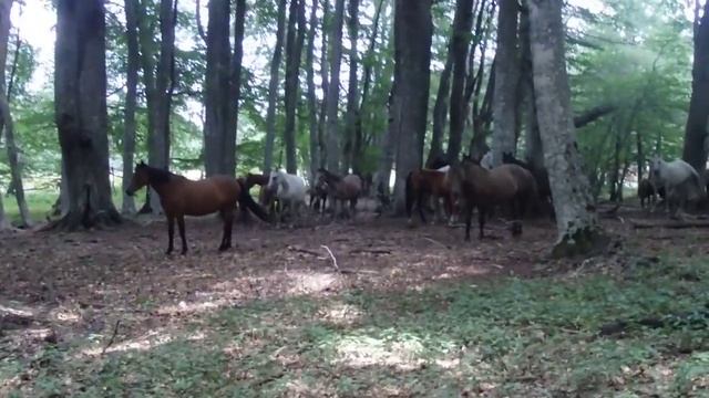 2e738764c1181fca0a84a970863efccc