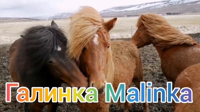 Многомама /Тянет кота за одно место /Обзор Влогов /