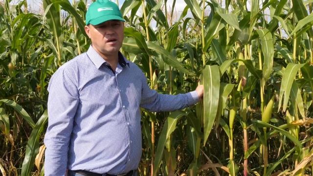 Применение микроудобрения Биополимик  на кукурузе