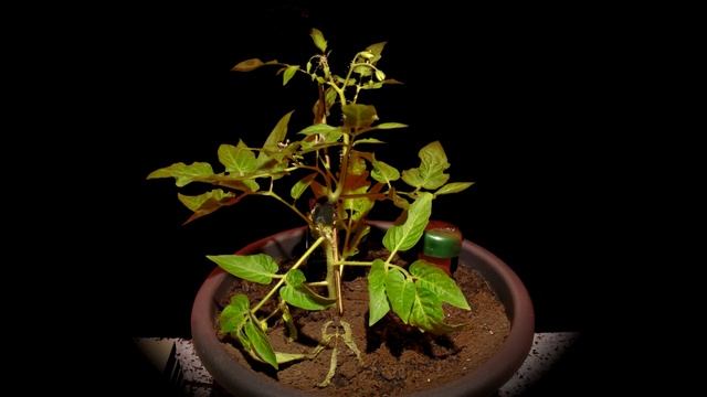 Growing Mini Tomatoes Timelapse