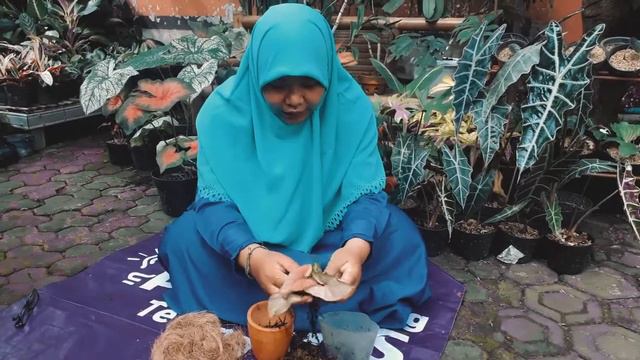 Cara Bikin Syngonium Pink Makin Cantik