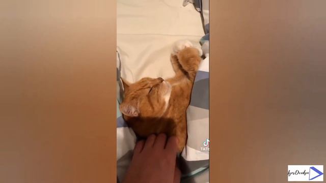 СМЕШНЫЕ ЖИВОТНЫЕ. КОШКИ #1 | Постарайся не засмеяться | Funny Animals | Cats | Лучшие видео. Веst |