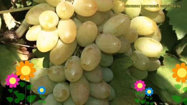 Виноград культурный Бежевый. Краткий обзор, описание характеристик Vitis Vinifera Bezhevyi
