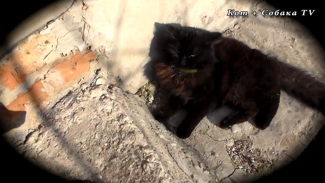 Собачка знакомится с котами. Прикол добрый. Общение животных во дворе. Херсон Бублэк, Черныш