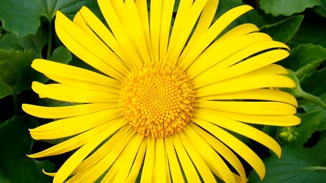 ДАРЮ ТЕБЕ МЕЛОДИЮ ЛЮБВИ~ Mуз. Андрей Обидин / I GIVE YOU A MELODY OF LOVE,  красивая музыка для душ