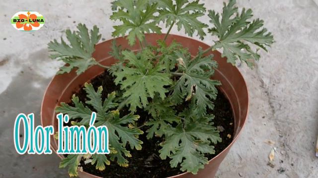 Cuidados Del Geranio Limón // Morfología De Perlagonium Citrosum