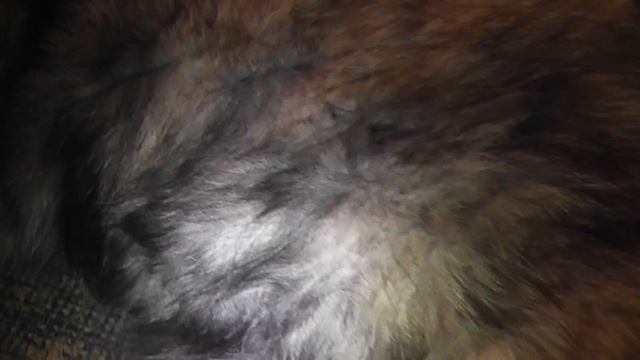 Отдам кошку в хорошие руки