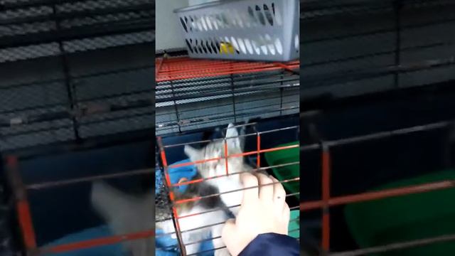 Котятки/ринотрахеит/неделю как лечатся