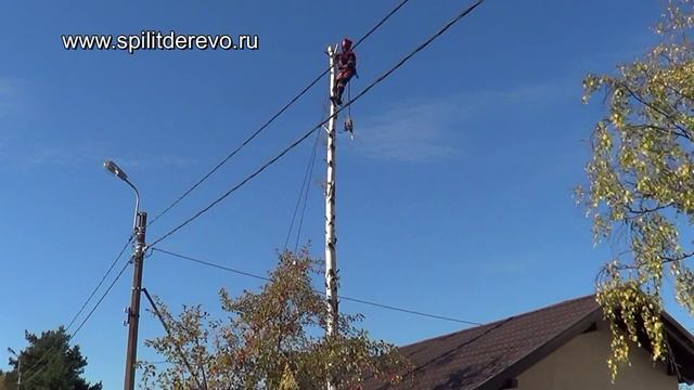 Удаление, валка дерева частями у дома СПб и Лен. обл.