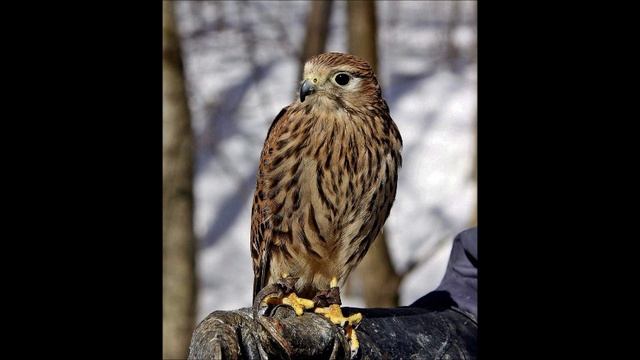 Крик  Лунь Болотный..wmv