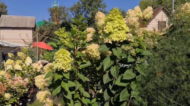 Лайм Лайт Прайм. Улучшенная версия знаменитой классики