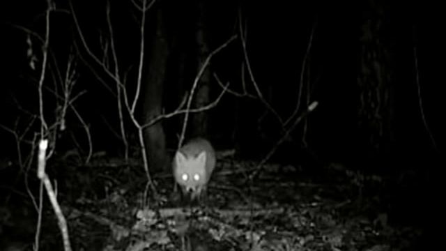 43f0df5de0ae951cd26993a71f67d4d2