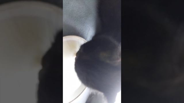 Уговариваю Бусю попить молочка, я справилась, ура!