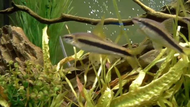 Аквариум на экшн камеру AC ROBIN ZED2 (HD 60 Fps)