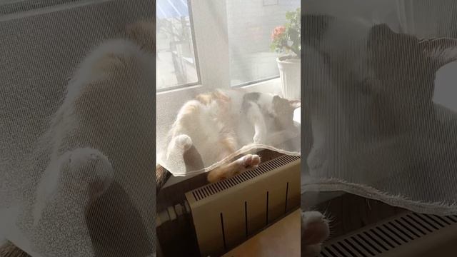 7f8dd4986b481a6054b5130e2b20ffb4