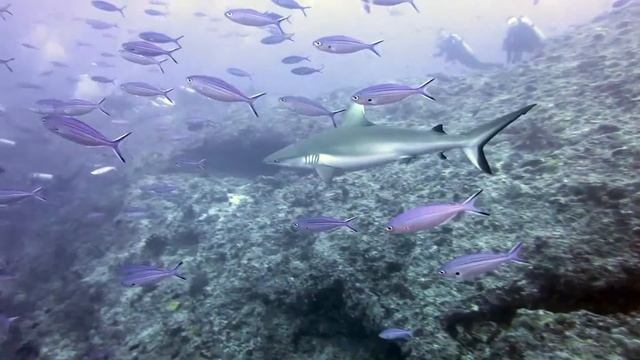 Акулы на мальдивах.