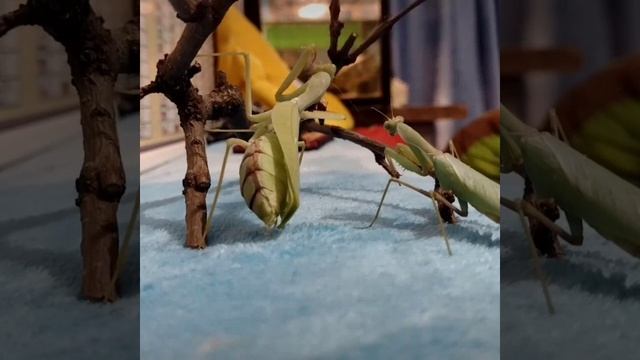 богомол рискует# девочка моя# знакомство# африканский древесный богомол