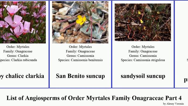 List Of Angiosperms Of Order Myrtales Family Onagraceae Part 4 Oenothera Clarkia Evening Primrose