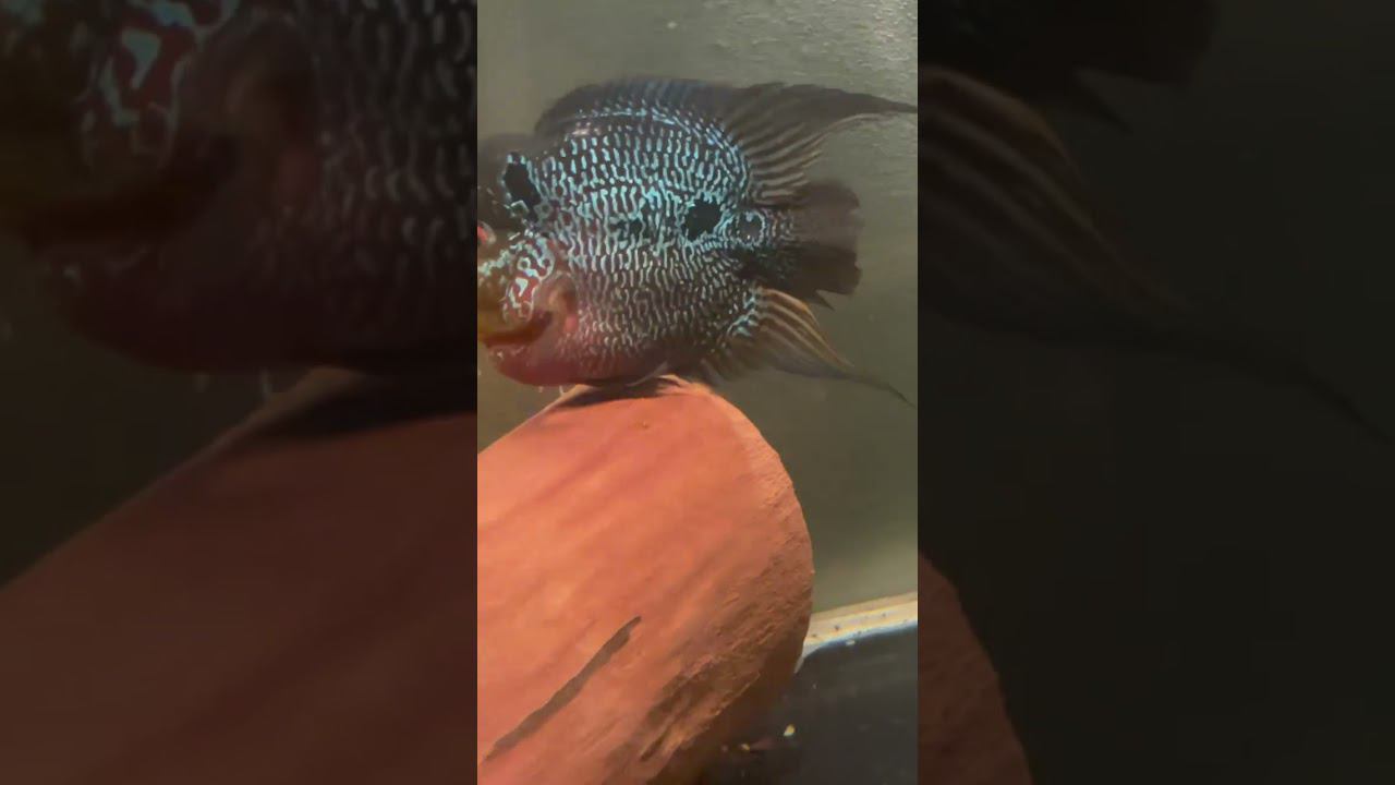 Гибрид попугая и Хорна! Впервые вижу!  #aquariumshow #aquashow #aqarium #aqua