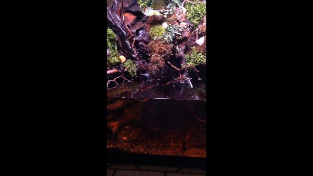 Paludarium - See Non Vertical Video At Https://youtu.be/EMYttIlhU_Y