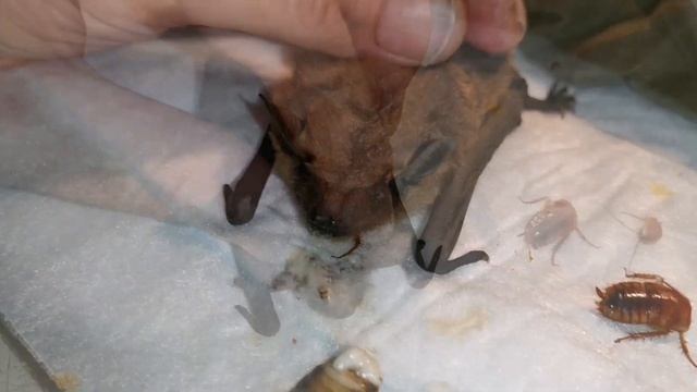 Лечебный массаж позднего кожана.