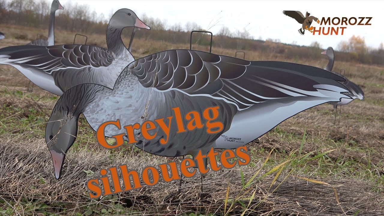 Презентация профилей Серых гусей