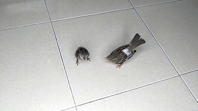 Кот выращивает собственных воробьев