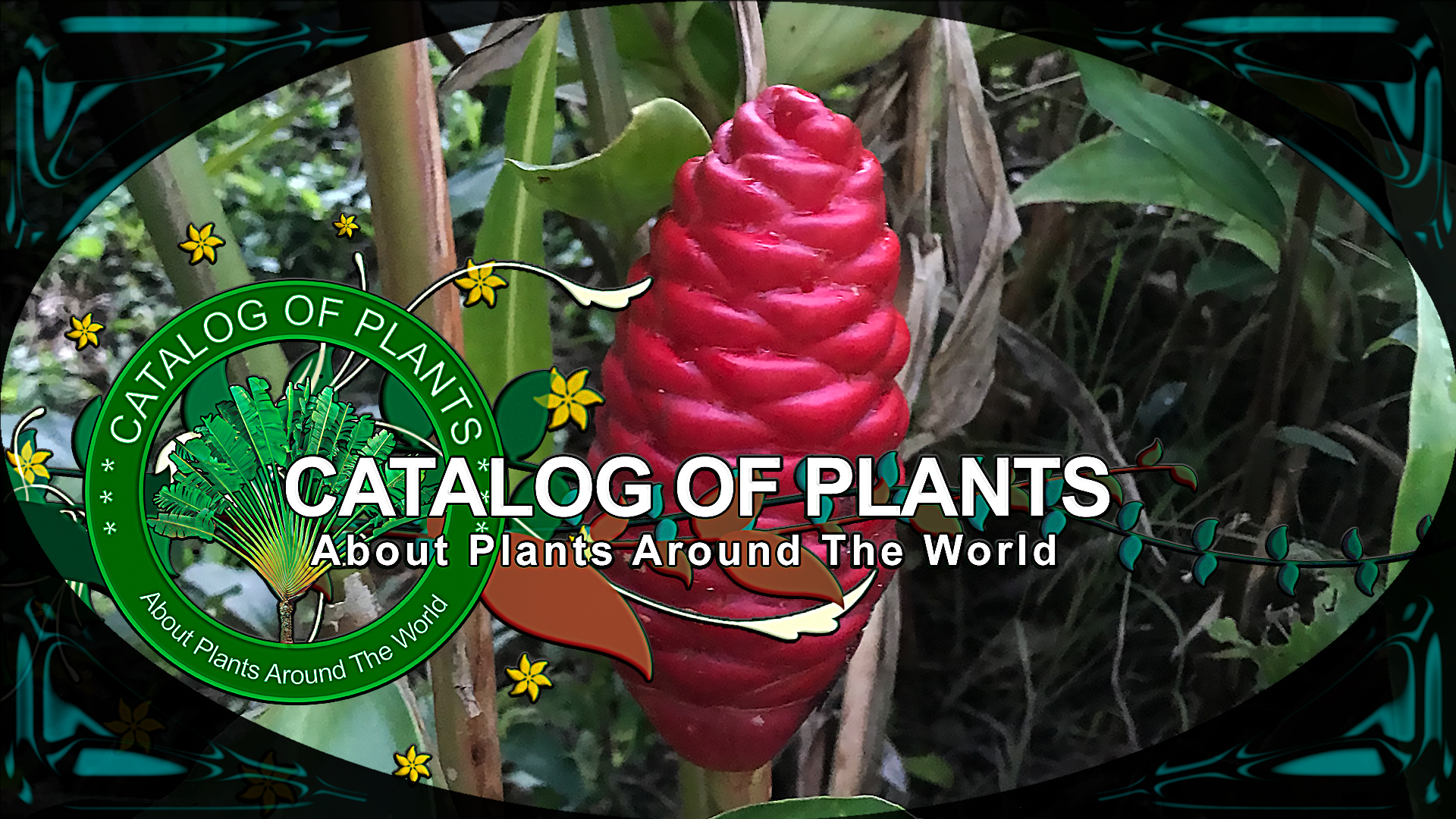 Zingiber Zerumbet (L.) Roscoe Ex Sm. | Ornamental Plants | ?? Panama |