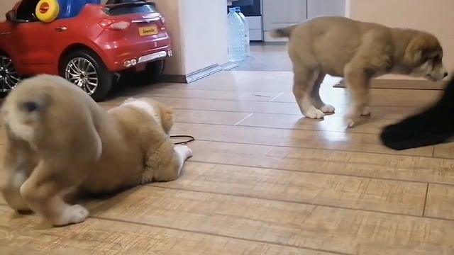 ОЕССЕНН СТИЛЬ Юнира. Щенок продается. Oessenn-stil.ru Сайт питомника.