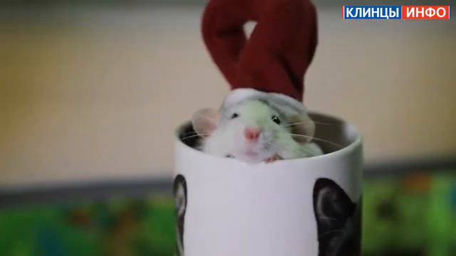 Крысуня, крысочка, привет!