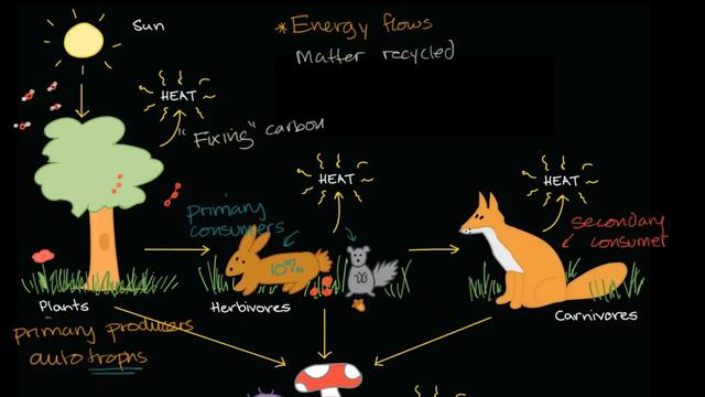 Flow Of Energy And Matter Through Ecosystems | High School Biology | Khan Academy