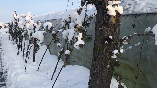 Честер - зимовка в открытом грунте. Январь 2021.