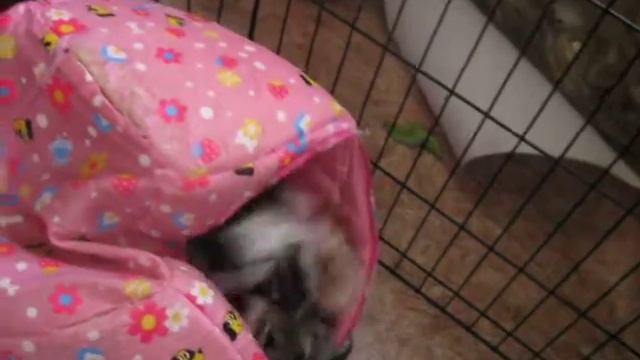 Игры щенков с мамой. Часть 3