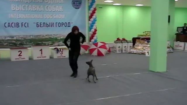 Харахурсах Лена и Ежевика из Полета Мечты  тренировка