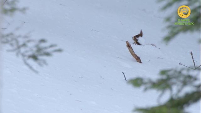 Анонс. В мире животных. Беличьи тайны.