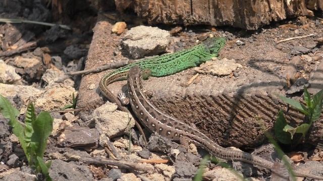 Думала , что змея ?..а это красотули ?