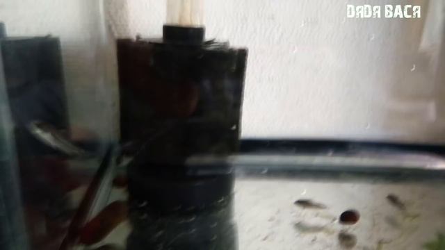 ЧТО НОВЕНЬКОГО БЫЛО ЗА НЕДЕЛЮ  СО МНОЙ И С МОИМИ АКВАРИУМАМИ!  КУПИЛ РЫБОК НА ПТИЧКЕ!