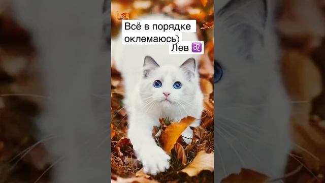 Последний знак зодиака «рыбы» #лерчег #лиса #музыка #рекомендации #рисунки #роблокс #чудочай #art #