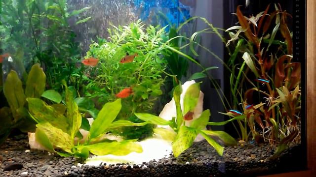 Аквариум 120 л - Аквариумные растения - Рыбки