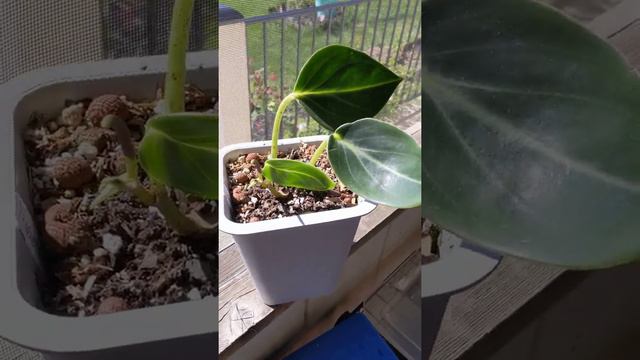 Peperomia Maculosa In Bloom!/ Glasshouse Works Buy!