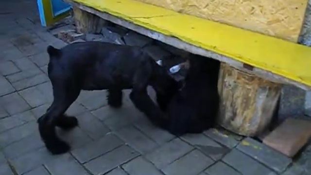 игра щенков