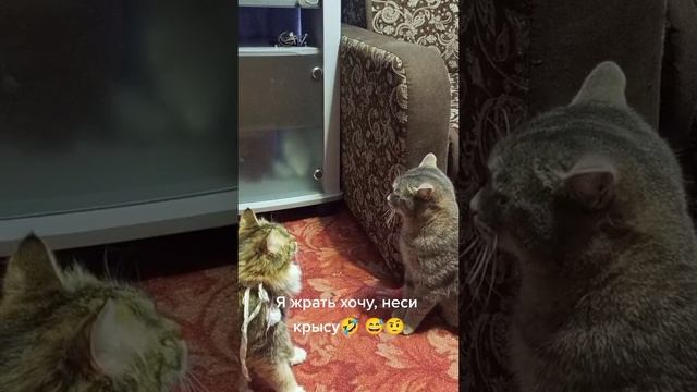Для поднятия  настроение! #funnyanimals #tik Tok#funnycats #funnyvideo #kucinglucu #shorts