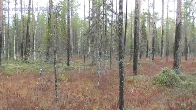 Идём строго на север /Осенняя охота 2018/ 24 часть.