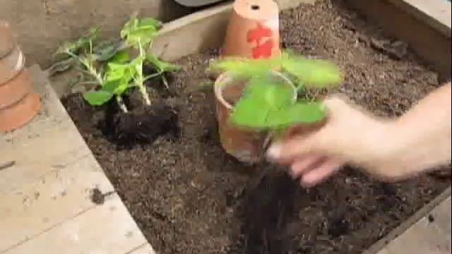 Potting Geranium Cuttings